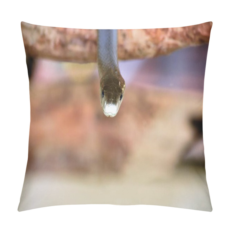 Personality  Eastern Black Mamba Snake Coming Towards The Camera  Pillow Covers