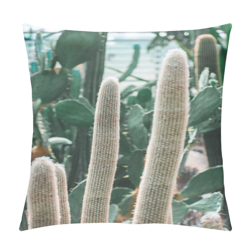 Personality  Close Up Of Green Cactuses In Tropical Garden Pillow Covers