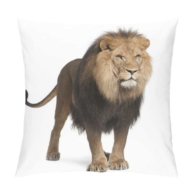 Personality  Lion, Panthera Leo, 8 Years Old, Standing In Front Of White Background Pillow Covers