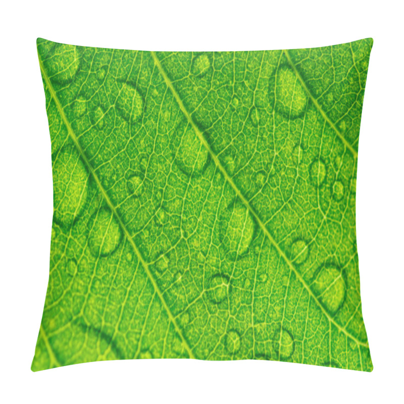 Personality  Nature Of Green Leaves In Garden At Summer With Sunlight. Natural Green Leaf Plants Using As Spring Background Environment Ecology Or Greenery Wallpaper. Pillow Covers