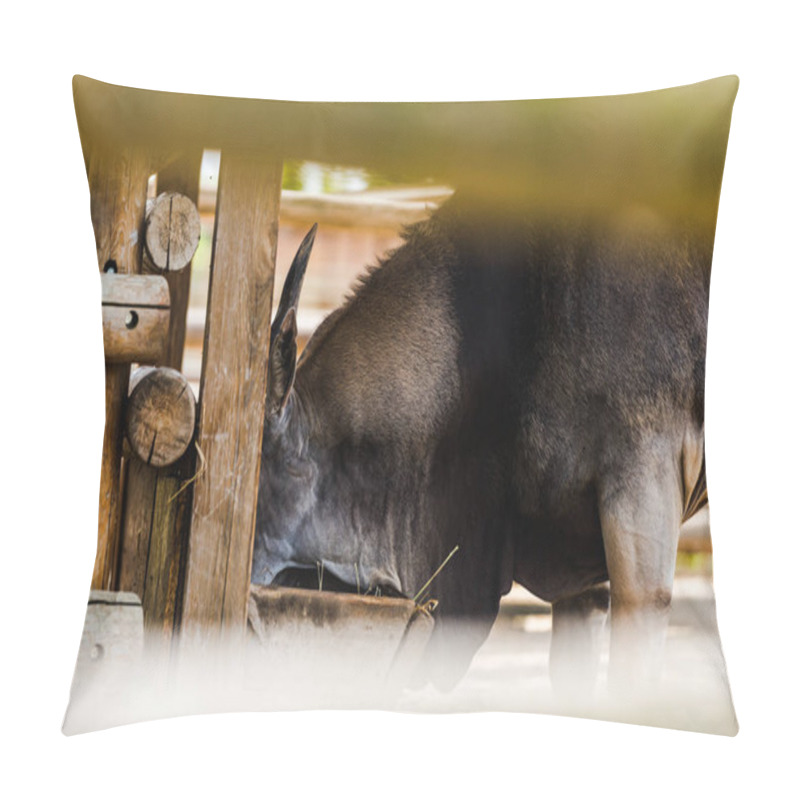 Personality  Selective Focus Of Wild Donkey Standing Near Wooden Fence In Zoo  Pillow Covers