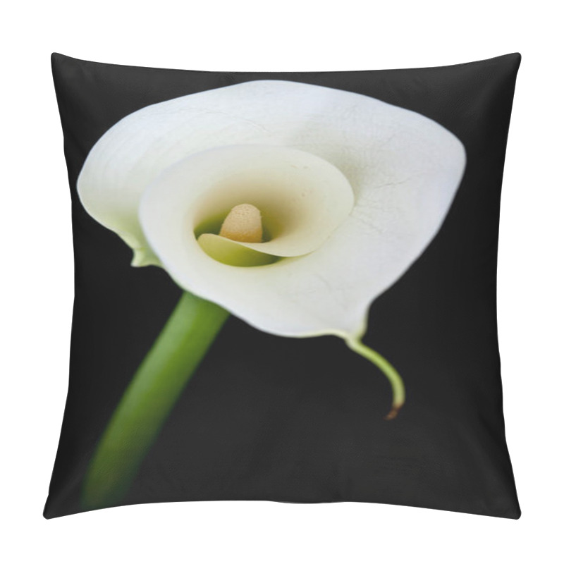 Personality  Calla Lily Or Zantedeschia Against A Black Background. High Quality Photo Fine Art Pillow Covers