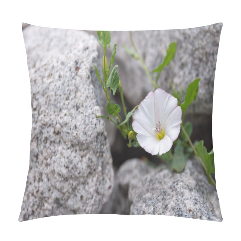 Personality  A Closeup Of A White Field Bindweed Flower Pillow Covers