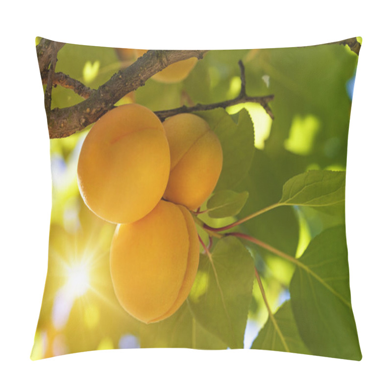 Personality  Apricot Tree With Fruits Pillow Covers