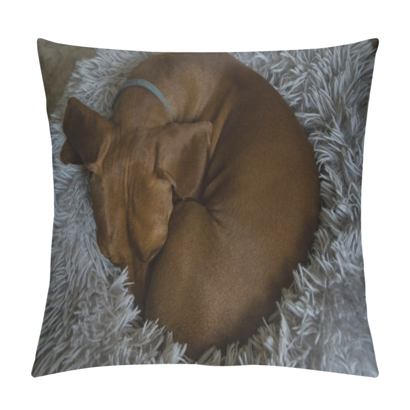 Personality  An Red-haired Dachshund Is Resting In A Grey Bed. Dachshund Sleeping In Bed. Spain Pillow Covers