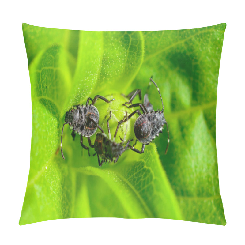 Personality  The Larva Of The Marbled Bug On A Green Leaf In The Garden, Ukraine Pillow Covers