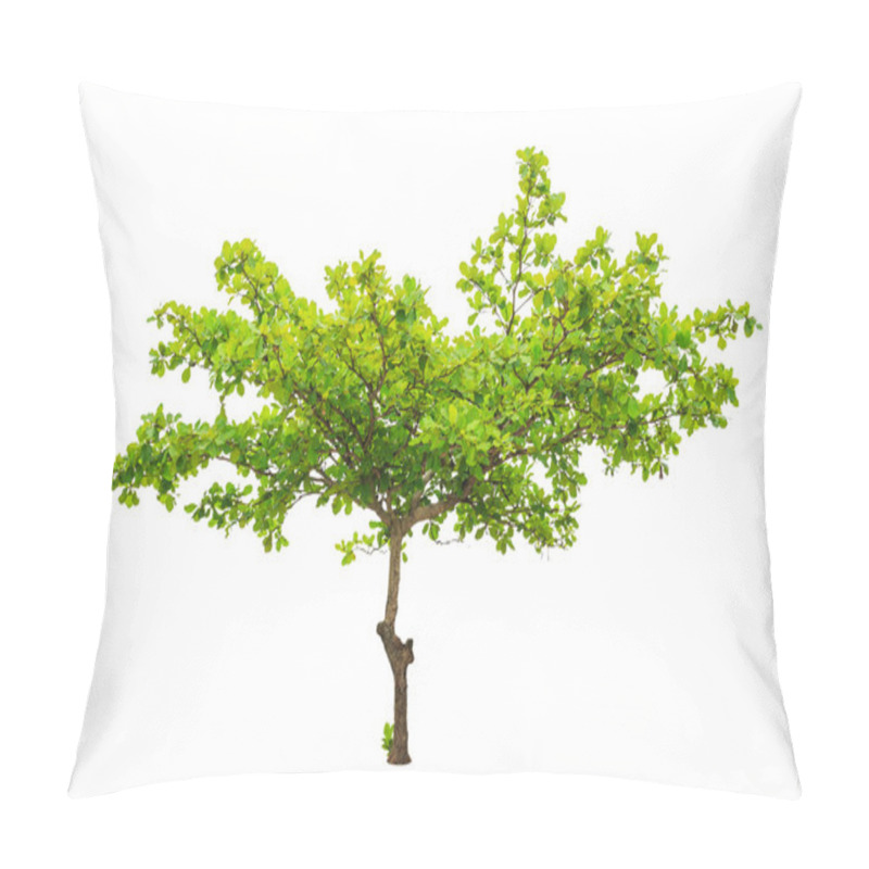 Personality  Terminalia Catappa Also Known As Tropical Almond, Bengal Almond, Pillow Covers