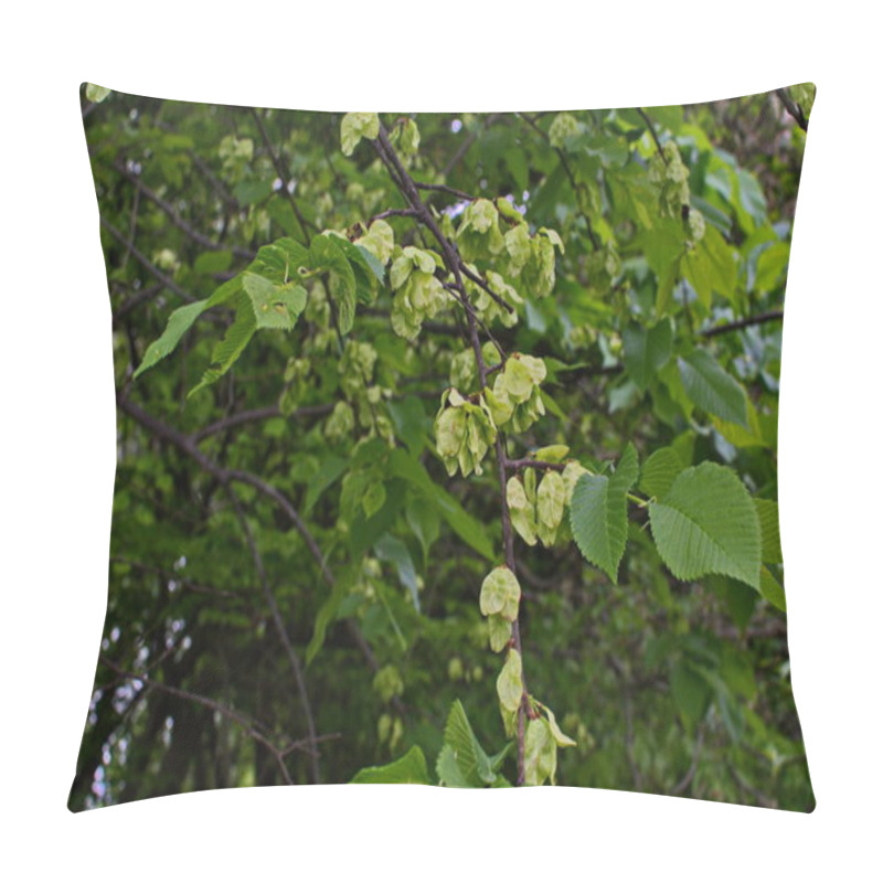 Personality  Elm Leaves And Seeds.Flowers Of Elms, The Branch Of The Elm With Elm Fruit In The Spring Pillow Covers