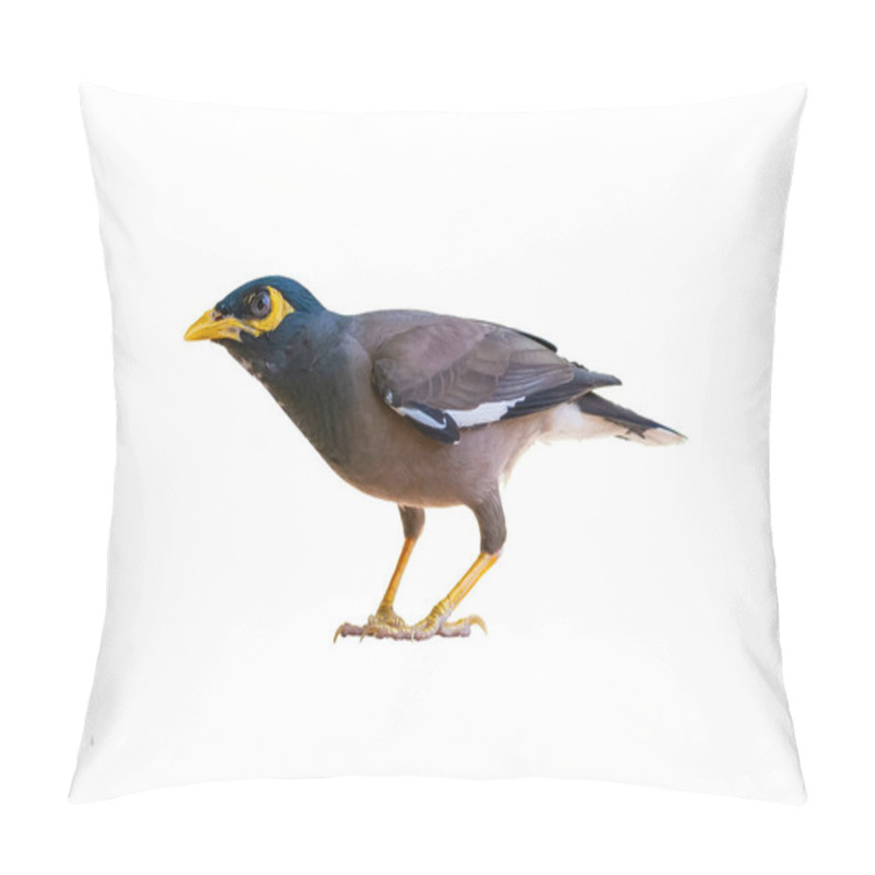 Personality  Common Myna Isolated On White Background Pillow Covers