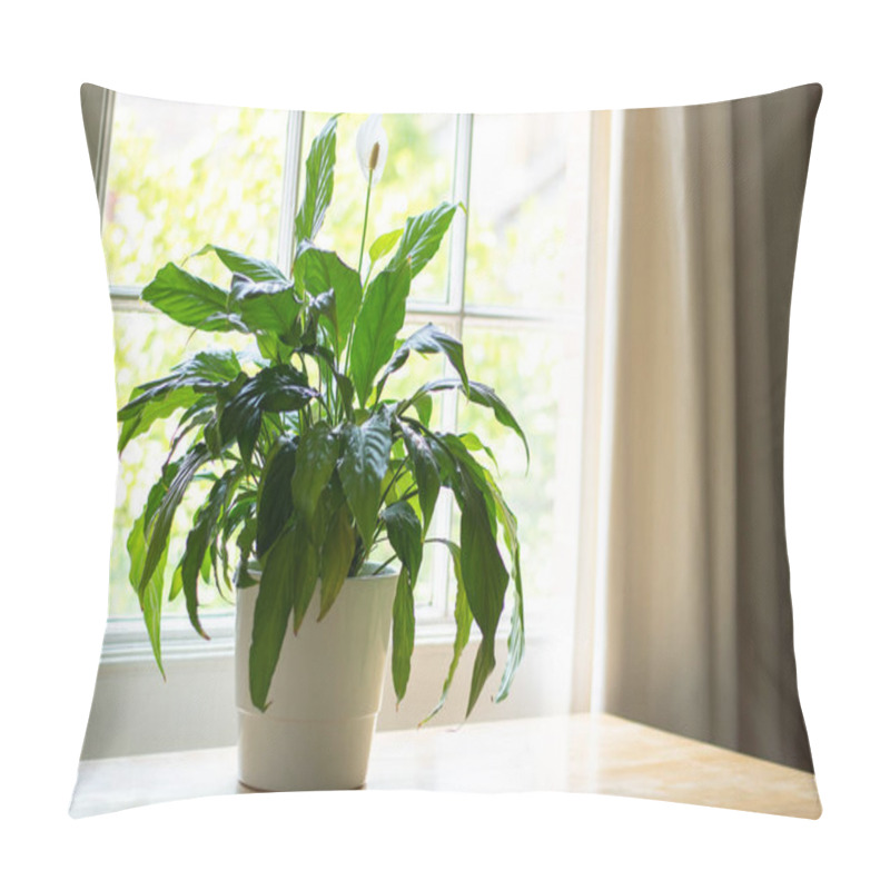 Personality  Peace Lily Plant In A Bright Home Pillow Covers