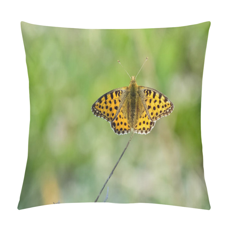 Personality  Photos Of Butterflies Feeding On Flowers Pillow Covers