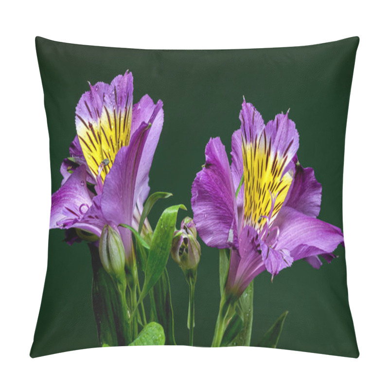 Personality  Vibrant Purple Alstroemeria Navarro Flowers With Yellow And Black Markings, Captured On A Green Background Pillow Covers