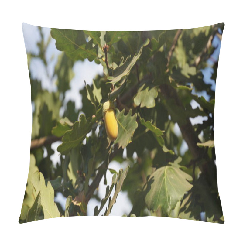 Personality  The Acorn Or Oaknut, On A Branch Of Oak Tree With And Green Leaves Pillow Covers