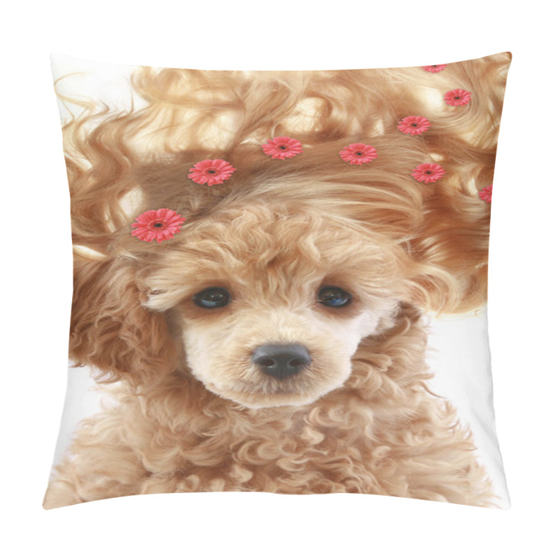 Personality  Apricot Poodle Puppy With Long Hair Pillow Covers