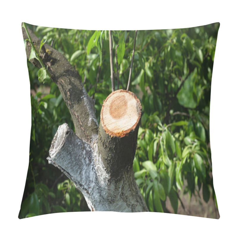 Personality  Wound Of Sawn Branch Fruit Tree Trunk. Seasonal Sanitary Pruning And Rejuvenating Of Orchard Trees Pillow Covers