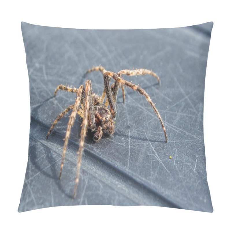 Personality  House Spider On The Move And Active Pillow Covers