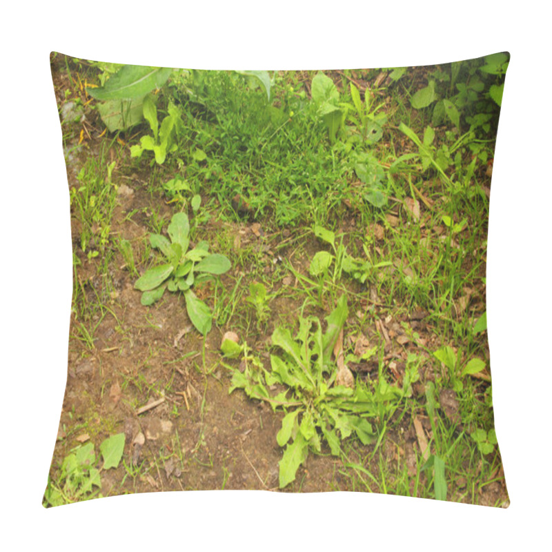 Personality  Weeds In The Garden Pillow Covers