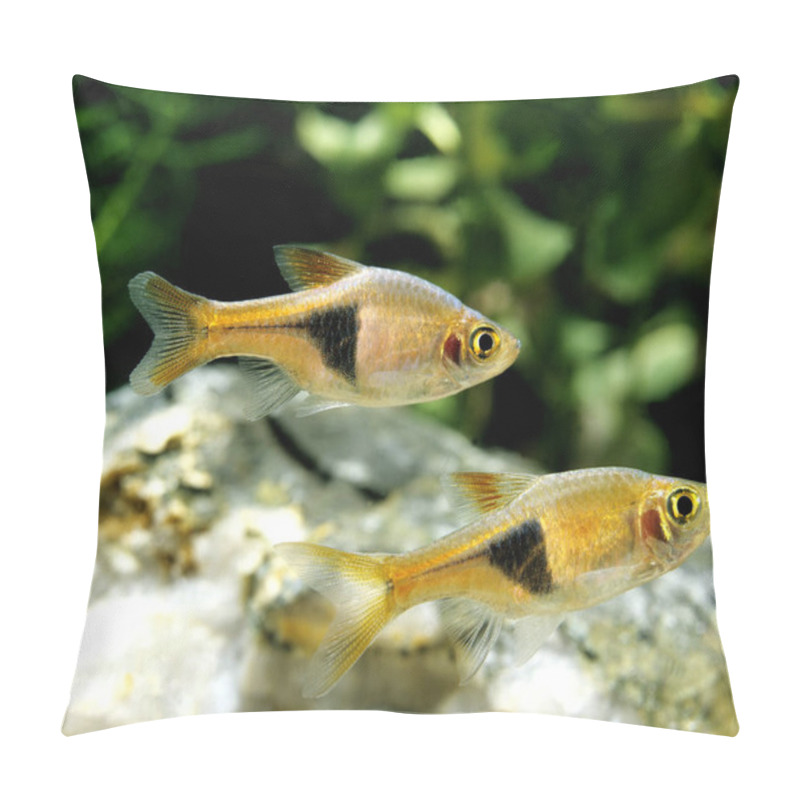 Personality  Harlequin Rasbora, Rasbora Heteromorpha   Pillow Covers