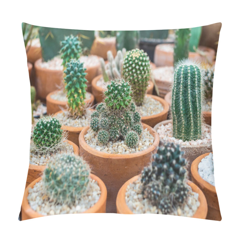 Personality  Many Kind Of Green Cactus Plants On Gravel In Terracotta Pots. Pillow Covers