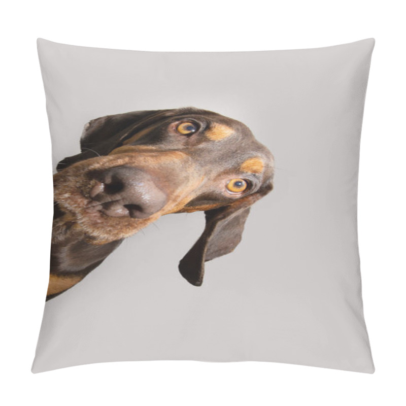 Personality  Portrait Oeeking Vizsla Puppy Dog Frame. Isolated On White Gray Background Pillow Covers