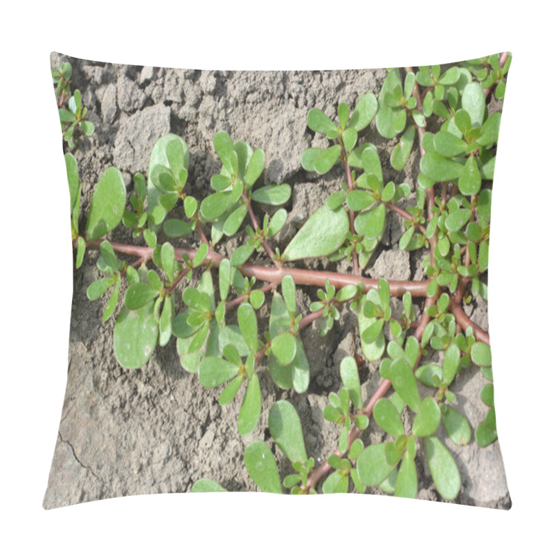 Personality  In Nature, In The Soil, Like A Weed Grows Purslane (Portulaca Oleracea) Pillow Covers