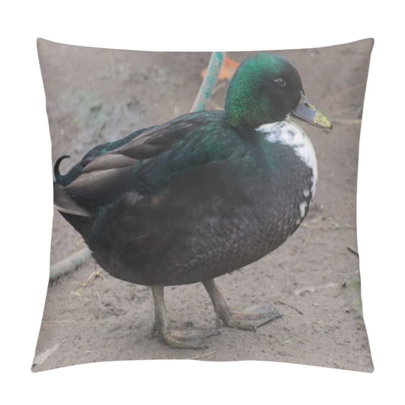 Personality  A Duck Of The Old Traditional Breed Of Pomeranian Ducks Pillow Covers