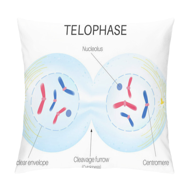 Personality  Telophase Is The Final Phase Of Mitosis. Pillow Covers