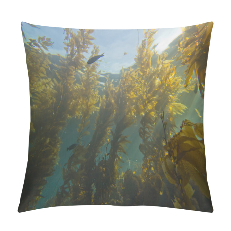 Personality  Giant Kelp Forest (Macrocystis Pyrifera) Pillow Covers