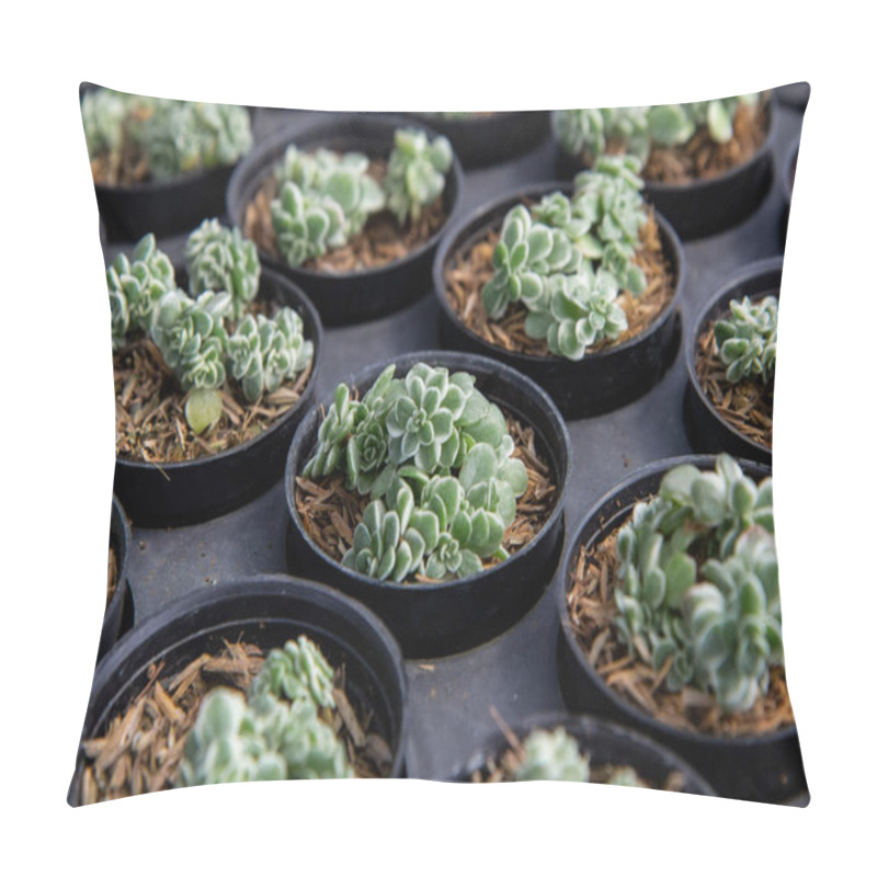 Personality  Elephant Bush ,African Purslane-tree, Miniature Jade Plant (Portulacaria Afra (Jacq.) F. Variegata) A Young Succulent Plant In A Nursery. Pillow Covers