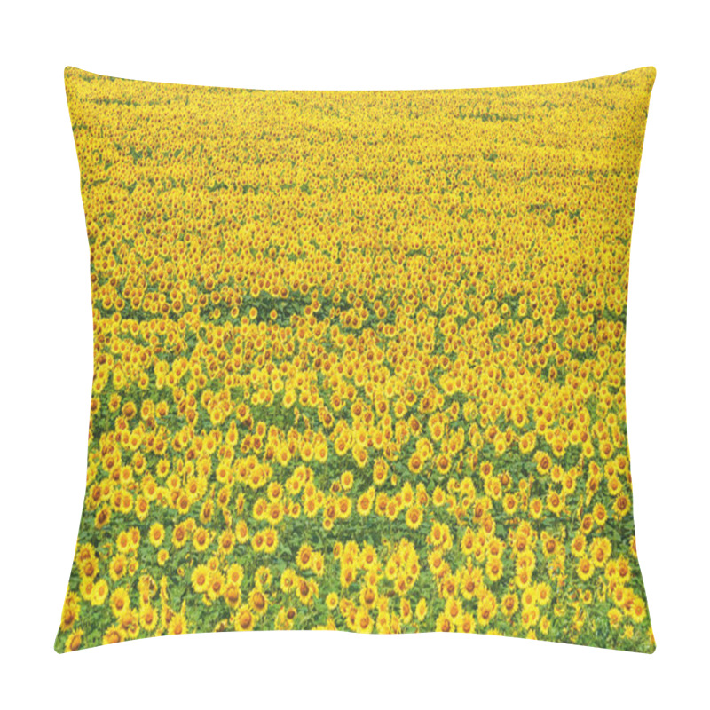 Personality  Sunflowers Field In Bulgaria Pillow Covers