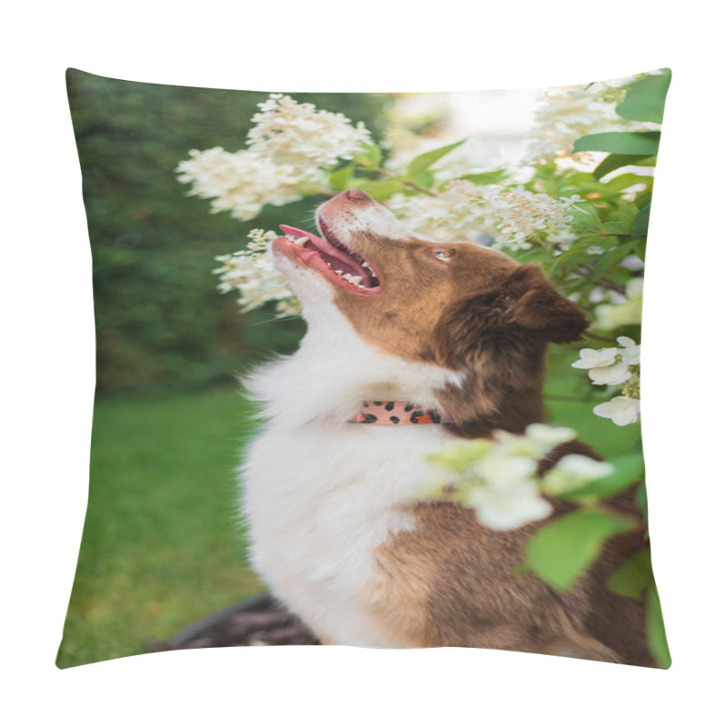 Personality  Miniature American Shepherd Dog Portrait. Cute Dog In Summer Pillow Covers