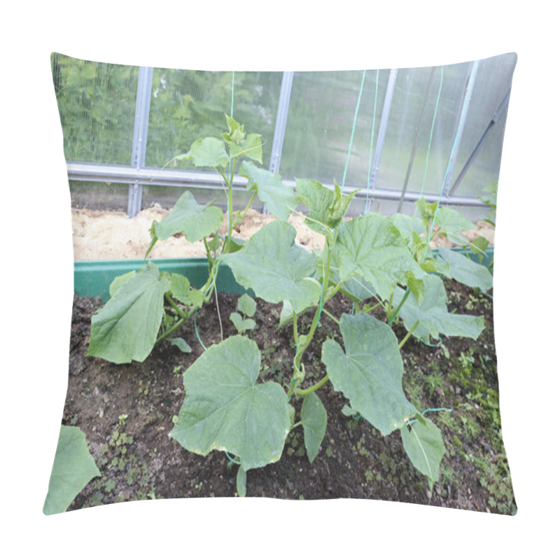 Personality  Cucumber Seedlings On The Gardenbad Pillow Covers