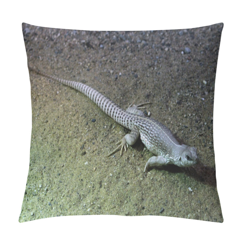 Personality  Wild Desert Iguana Pillow Covers