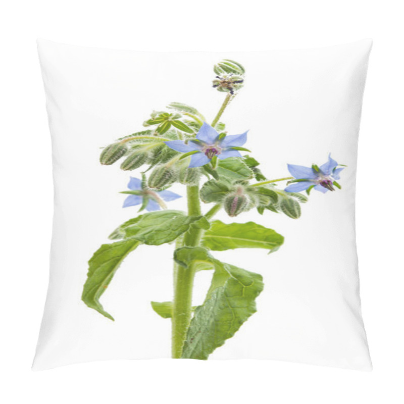 Personality  Flowering Borage And Buds Isolated  Pillow Covers