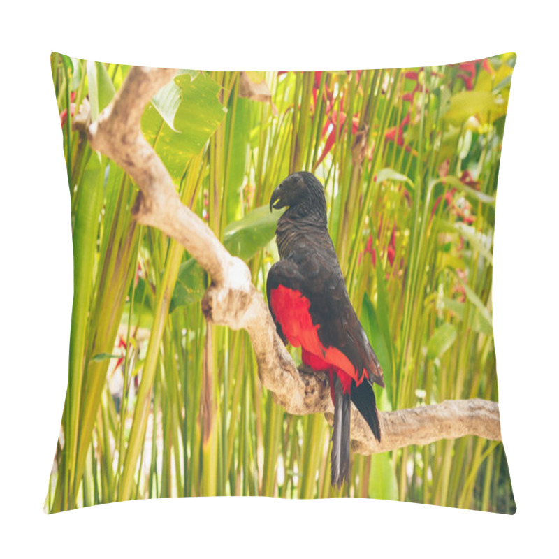 Personality  Pesquet Parrot, Psittrichas Fulgidus, Rare Bird From New Guinea. Ugly Red And Black Parrot In The Nature Habitat, Dark Green Forest. Wildlife Scene From Asia. Endemic Bird Sitting On The Branch. Pillow Covers