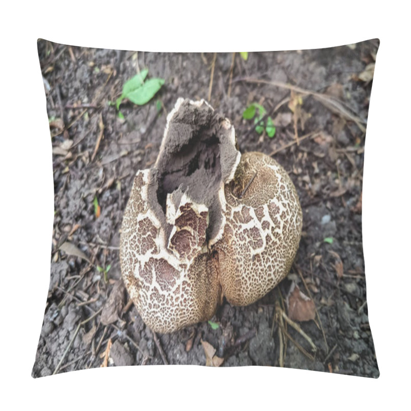 Personality  Scaly Earthball Scleroderma Verrucosum - Round Brown Mushroom With Cracked Surface, Odesa, Ukraine Pillow Covers