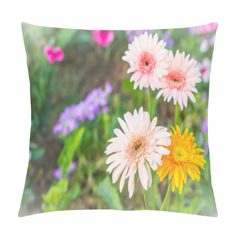 Personality  Soft Pink And Yellow Hybrid Gerbera Or Barberton Daisy Flowers (Gerbera Jamesonii Hybrida) On The Flowerbed. Gerbera Jamesonii, Also Known As Barberton Daisy, Transvaal Daisy, Barbertonse Madeliefie. Pillow Covers