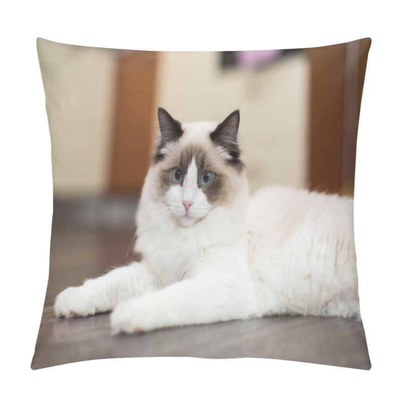 Personality  Beautiful Young White Purebred Ragdoll Cat With Blue Eyes, At Home. Pillow Covers