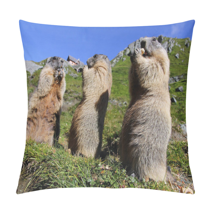 Personality  Three Standing Marmots In The Mountains Eat With Their Paws Pillow Covers