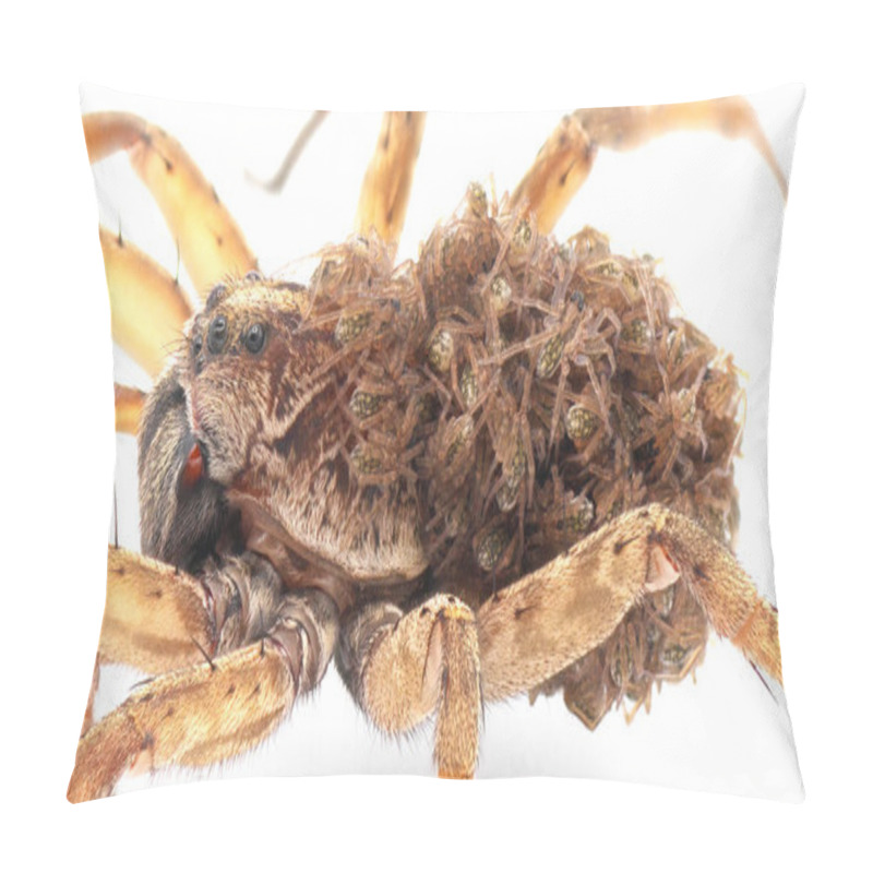 Personality  Carolina Wolf Spider - Hogna Carolinensis - Close Up Of Mother With Babies On Her Back Or Abdomen Isolated On White Background Pillow Covers