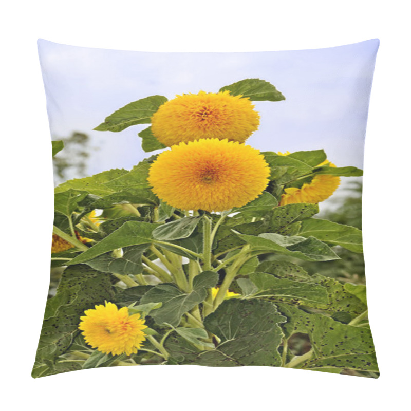 Personality  Sunflowers Teddy Bear Pillow Covers