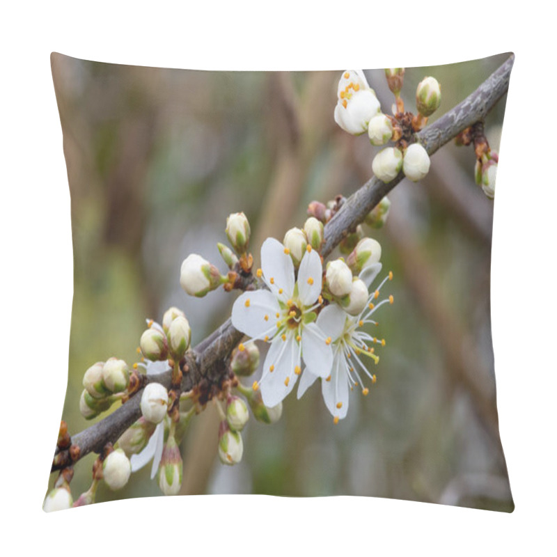 Personality  Macro Shot Of Blackthorn (prunus Spinosa) Blossom In Bloom Pillow Covers