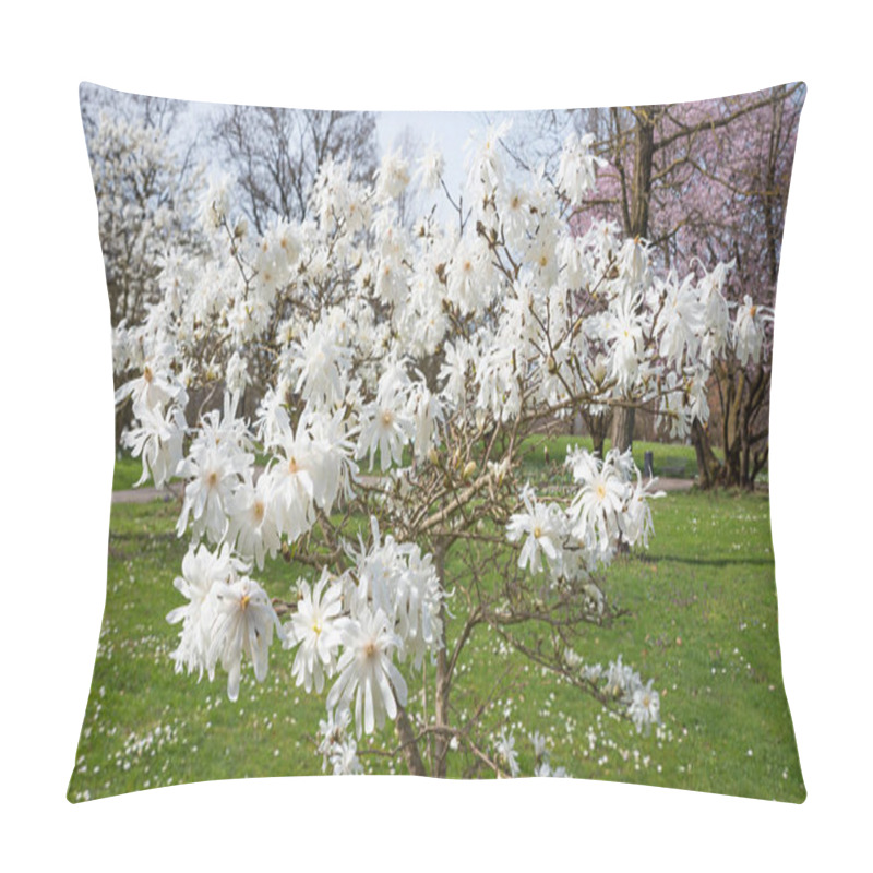 Personality  Magnolia Bush With White Blossoms In The City  Park Ostpark Munich, Blurry Background, Selective Focus Pillow Covers