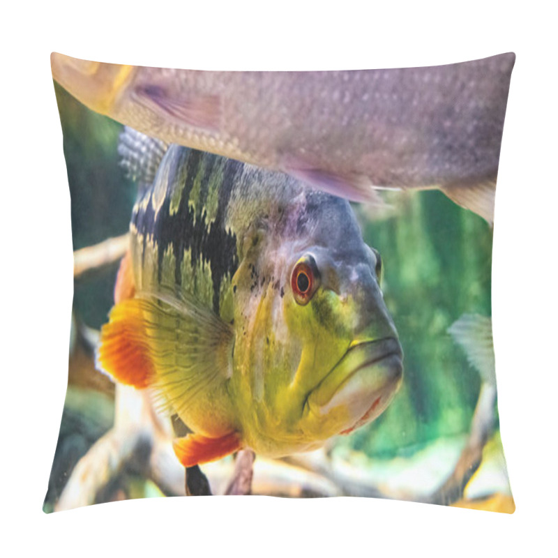 Personality  Speckled Pavon, Cichla Temensis. Giant Predatory Cichlid From South America Pillow Covers