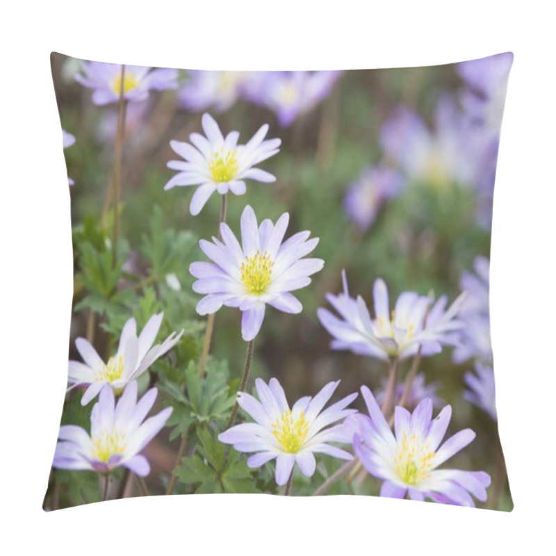 Personality  Anemone Blanda Flowers, Perennial Plants Flowering In Spring In A UK Garden Border Pillow Covers