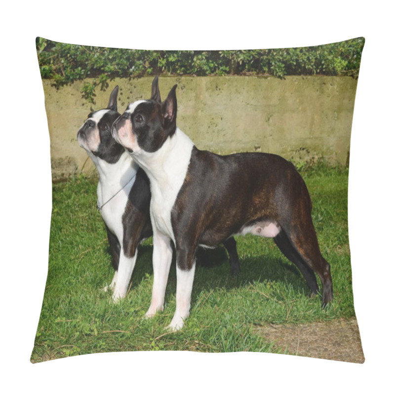 Personality  A Closeup Shot Of Two Cute Boston Terrier Dogs In A Garden Pillow Covers