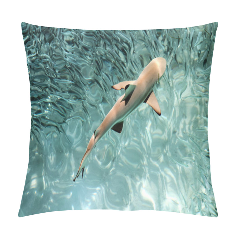 Personality  Baby Black Tip Shark In Pacific Ocean Clear Waters Pillow Covers