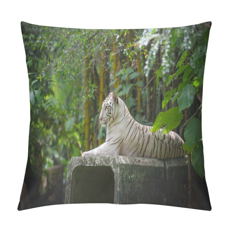 Personality  White Bengal Tiger Pillow Covers