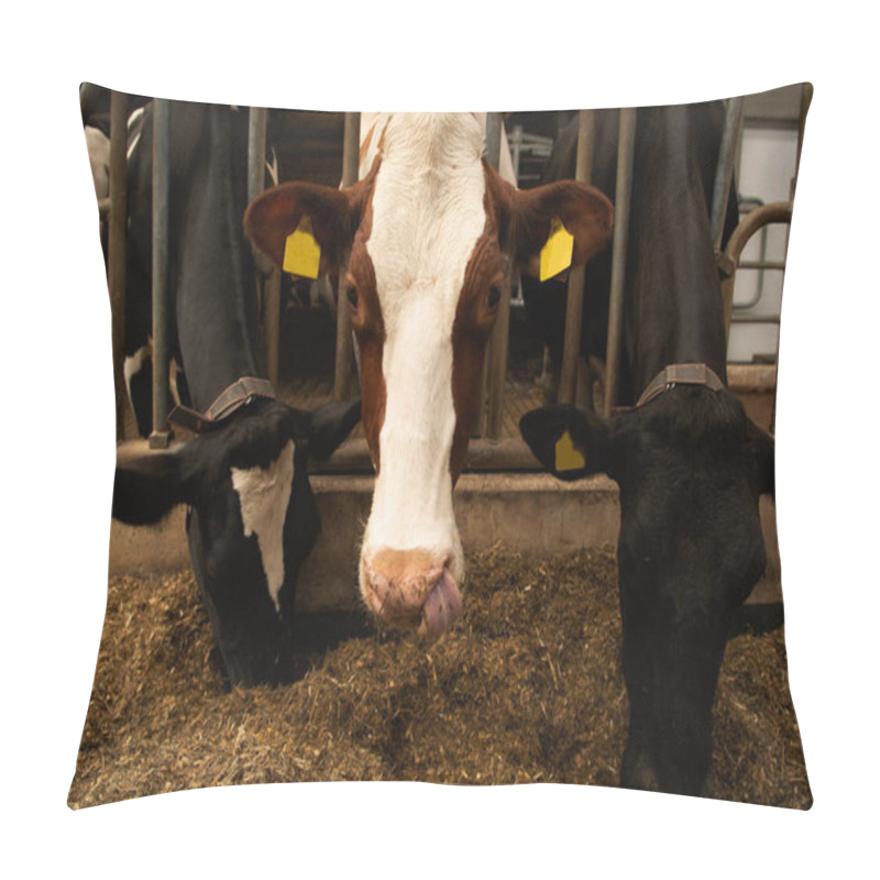 Personality  Big Dairy Cattle Cow On Farm In Stall, Close Up Pillow Covers