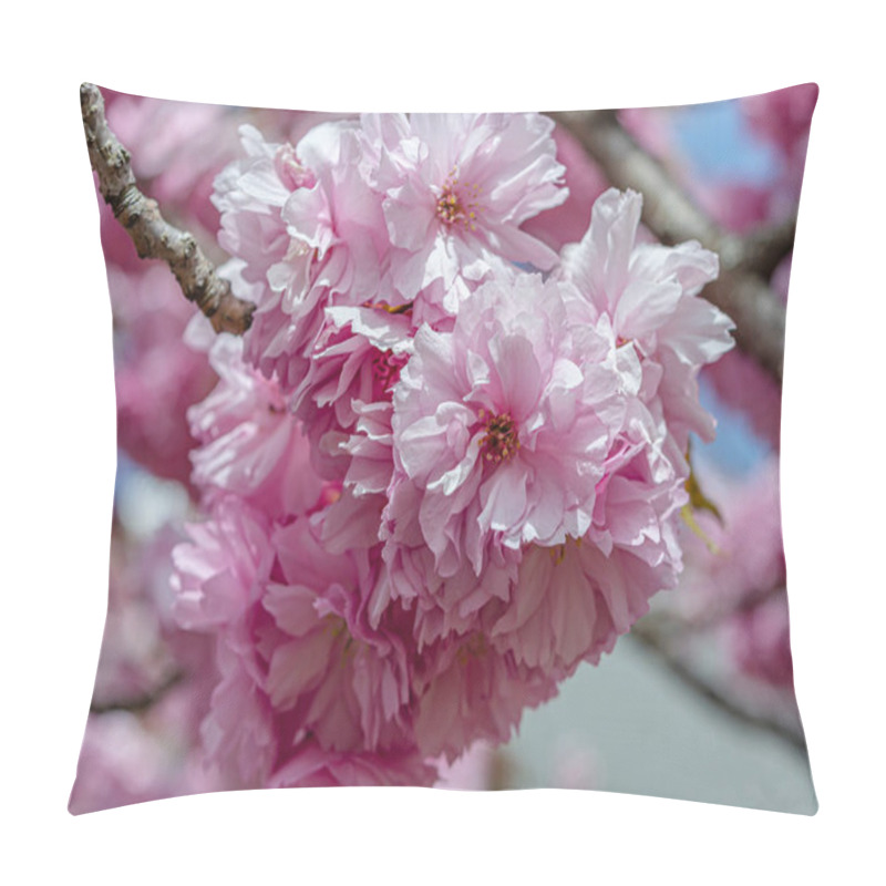 Personality  The Pink Flower Cherry Blossom Is Blooming In Spring Season In England With Blurry Background, Sakura Flower. High Quality Photo Pillow Covers